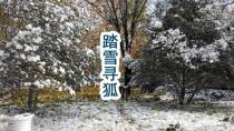 踏雪寻狐