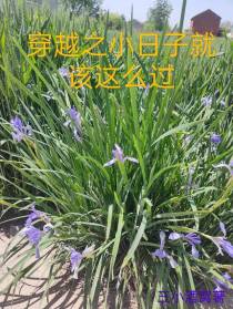 穿越之小日子就该这么过